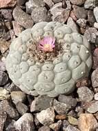 Image of Lophophora fricii Haberm.