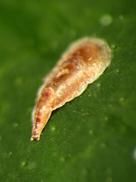 Image of citrus mussel scale