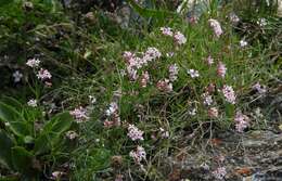 Image of Asperula aristata L. fil.