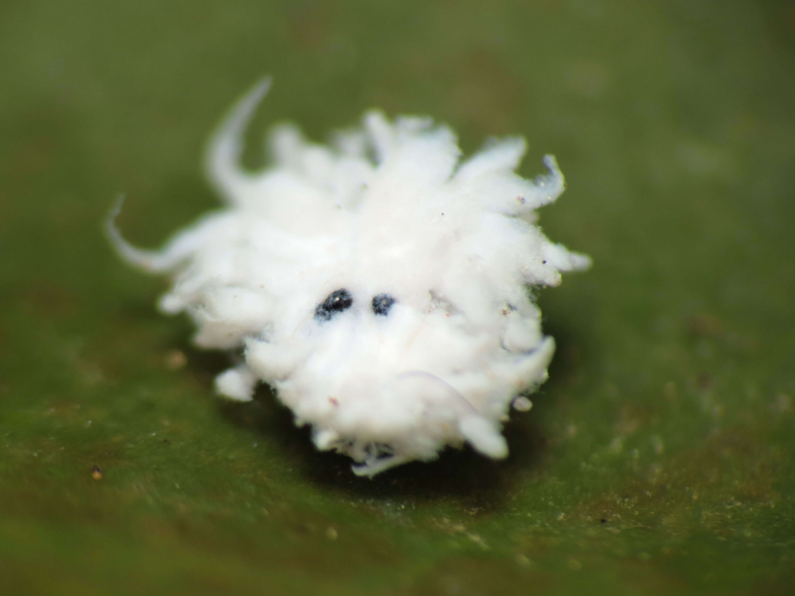 Image of Citrus mealybug