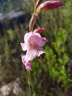 Imagem de Gladiolus hirsutus Jacq.