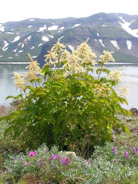 Image of <i>Aruncus dioicus</i> var. <i>camschaticus</i> (Maxim.) H. Hara