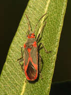 Image of Caenocoris nerii (Germar & E. F. 1847)