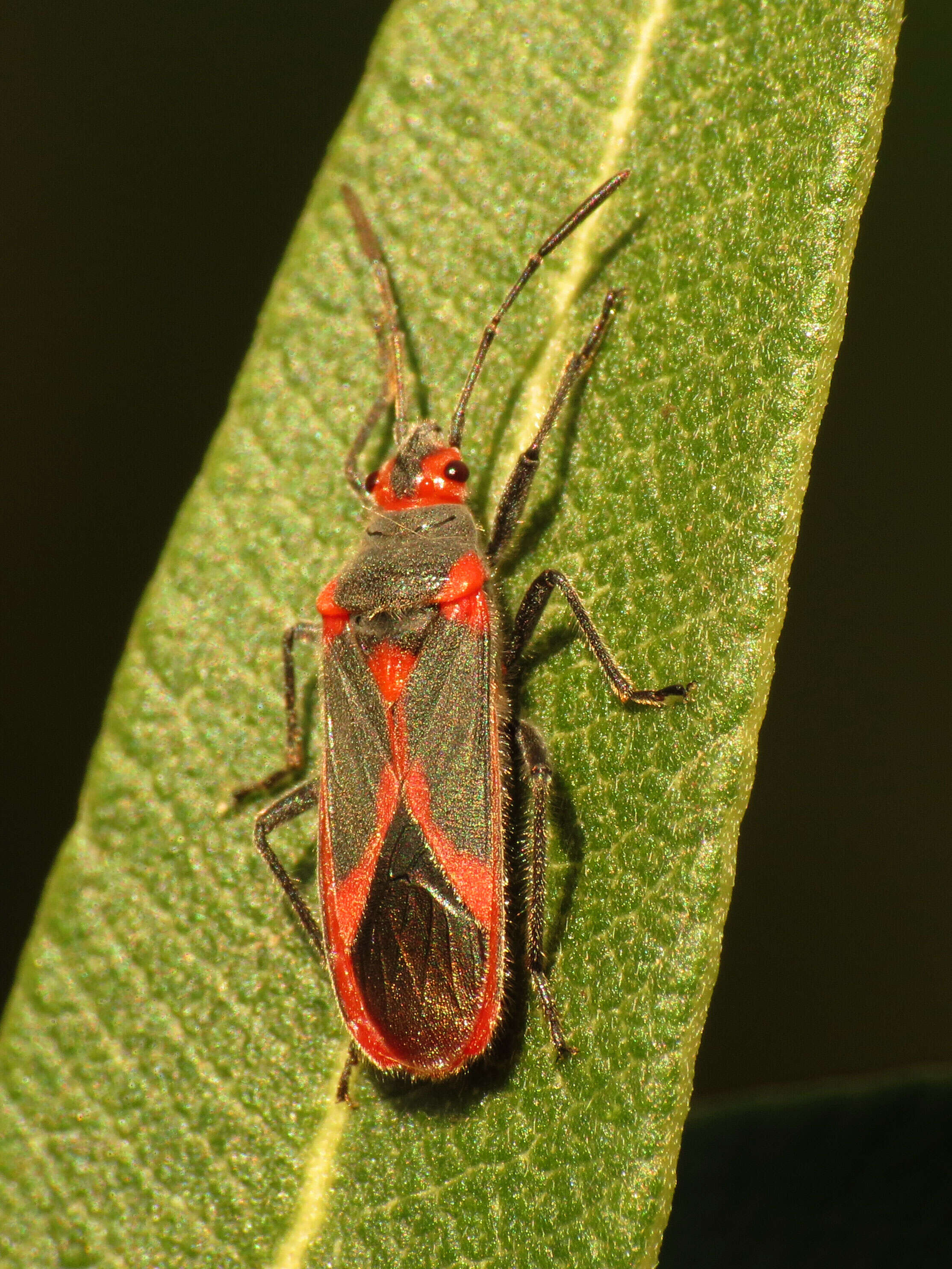 Image of Caenocoris nerii (Germar & E. F. 1847)