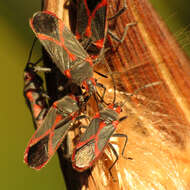 Image of Caenocoris nerii (Germar & E. F. 1847)