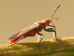 Image of Caenocoris nerii (Germar & E. F. 1847)