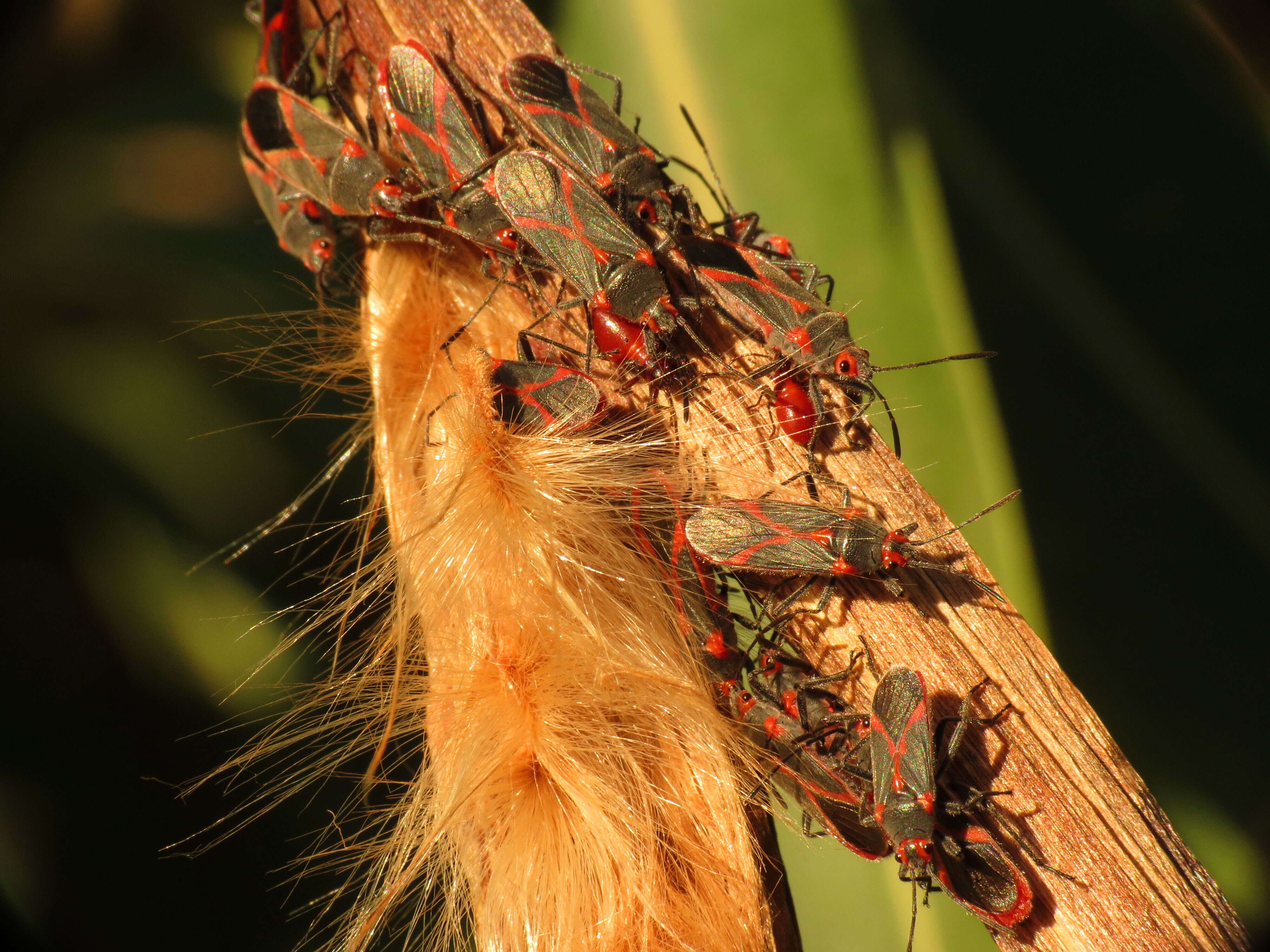 Image of Caenocoris nerii (Germar & E. F. 1847)