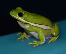 Image of American Green Treefrog