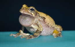 Image of Cope's Gray Treefrog