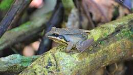 Plancia ëd Leptodactylus didymus Heyer, García-Lopez & Cardoso 1996