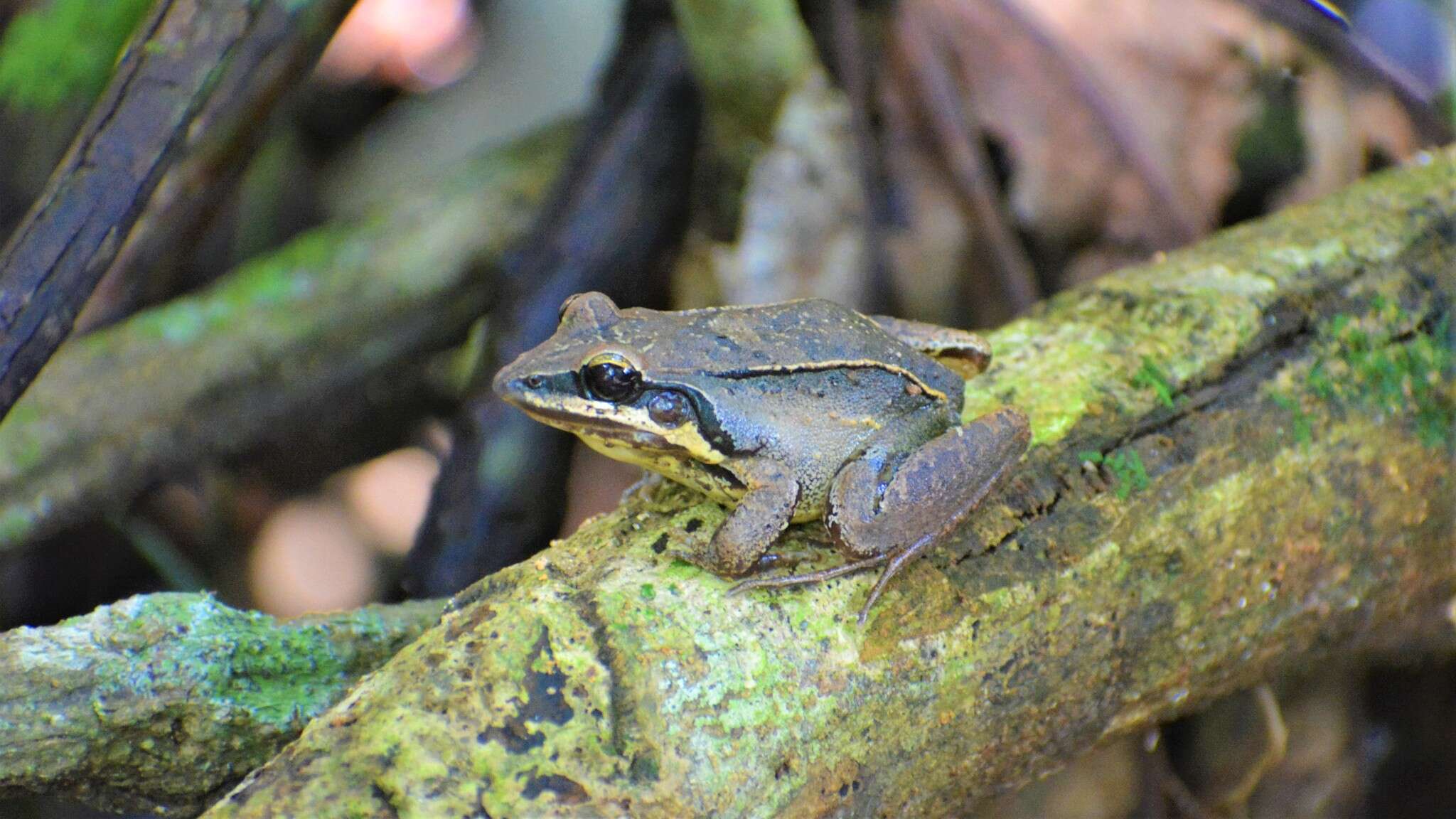 Image de Leptodactylus didymus Heyer, García-Lopez & Cardoso 1996