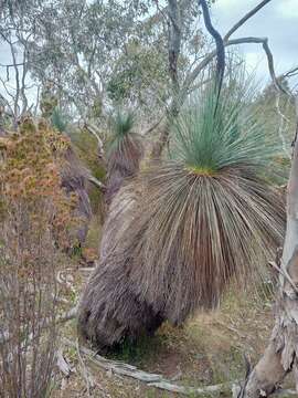 Image of Xanthorrhoea glauca subsp. angustifolia D. J. Bedford