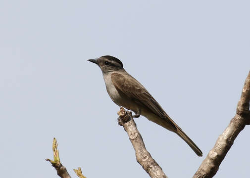 Image of Empidonomus aurantioatrocristatus (Orbigny & Lafresnaye 1837)