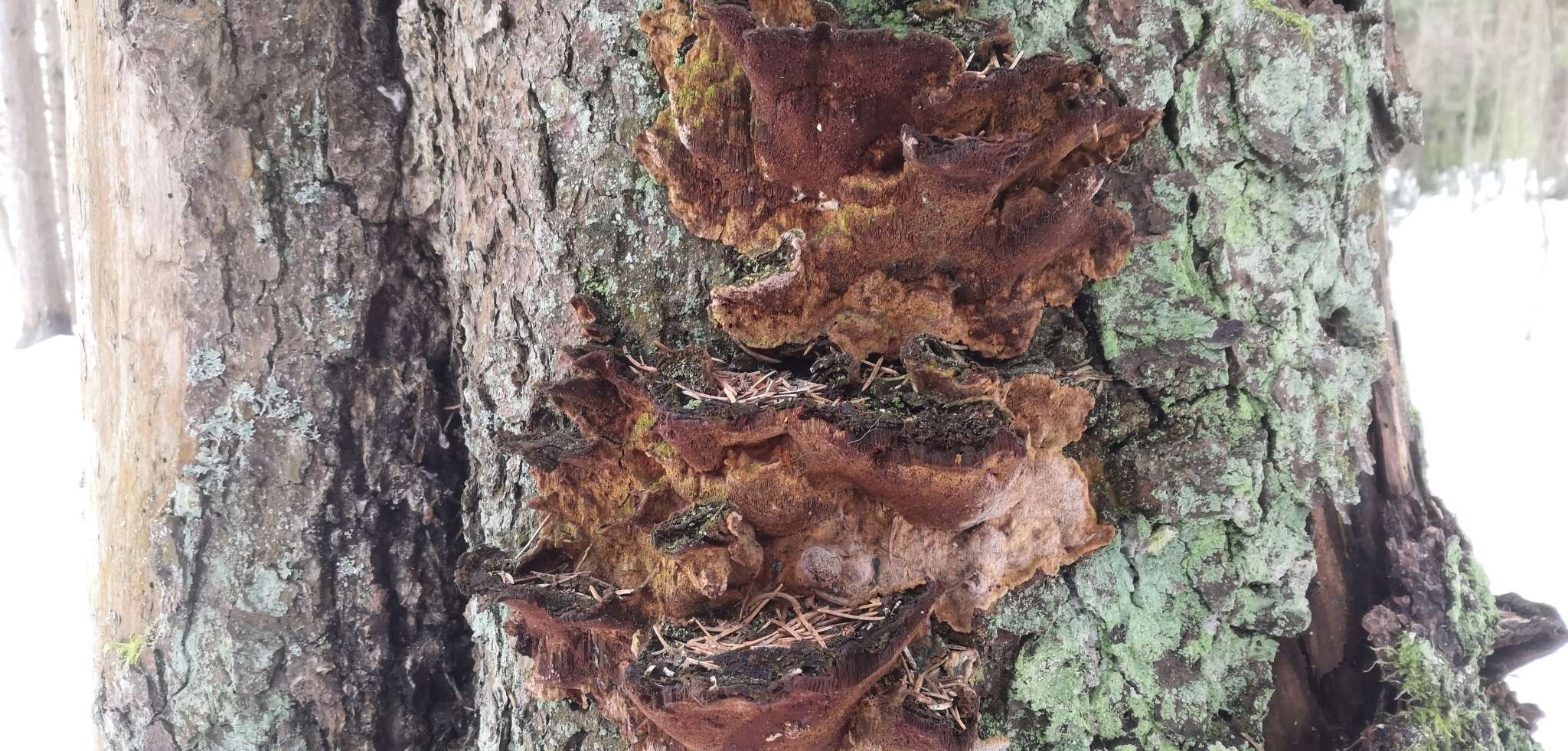 Image of Phellinus chrysoloma (Fr.) Donk 1971