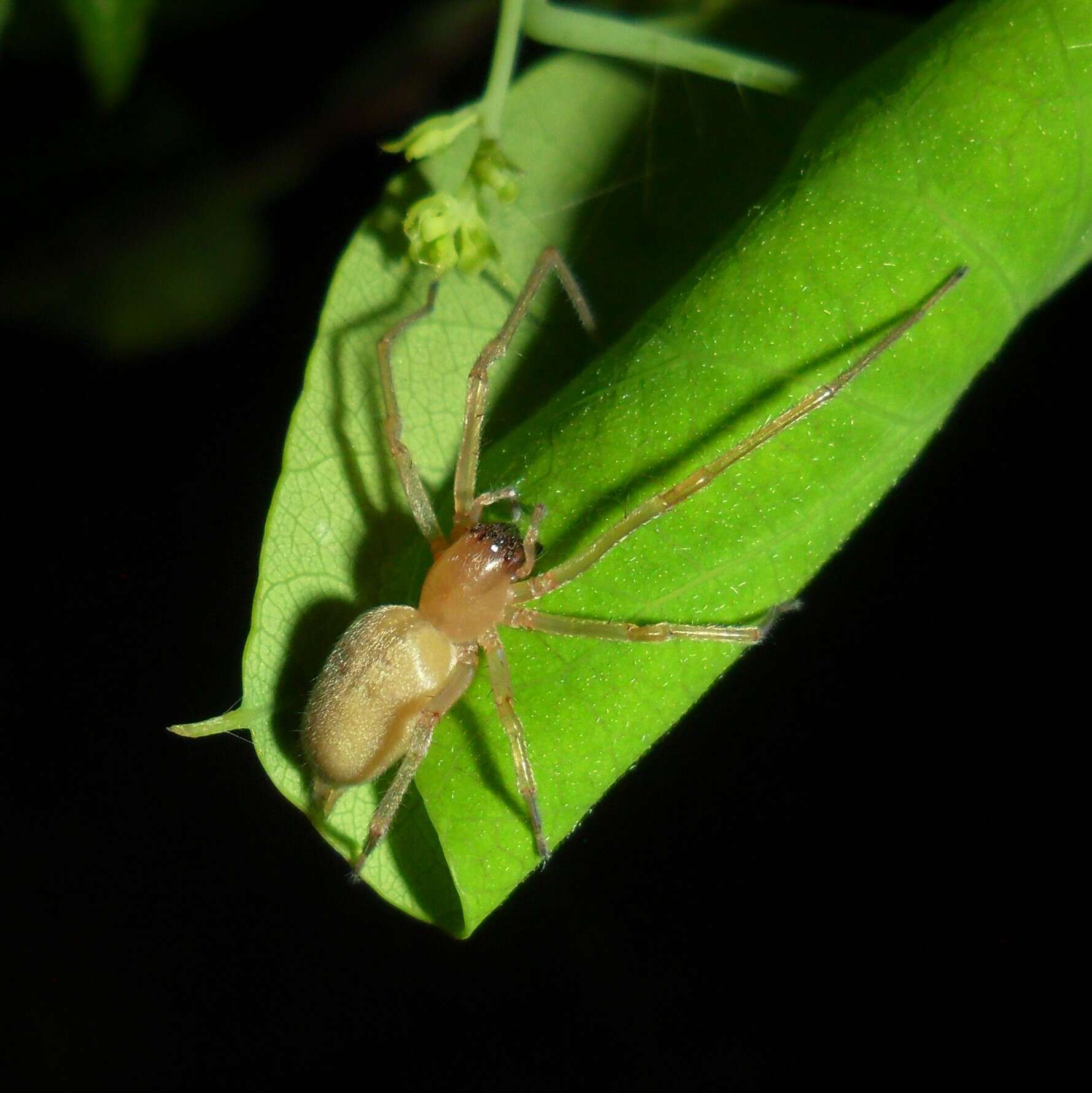 Слика од Cheiracanthium inclusum (Hentz 1847)