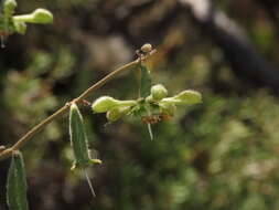 Image of Blumenbachia dissecta (Hook. & Arn.) Weigend & Grau