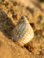 Image of Echinolittorina punctata (Gmelin 1791)