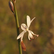 Image of onionweed