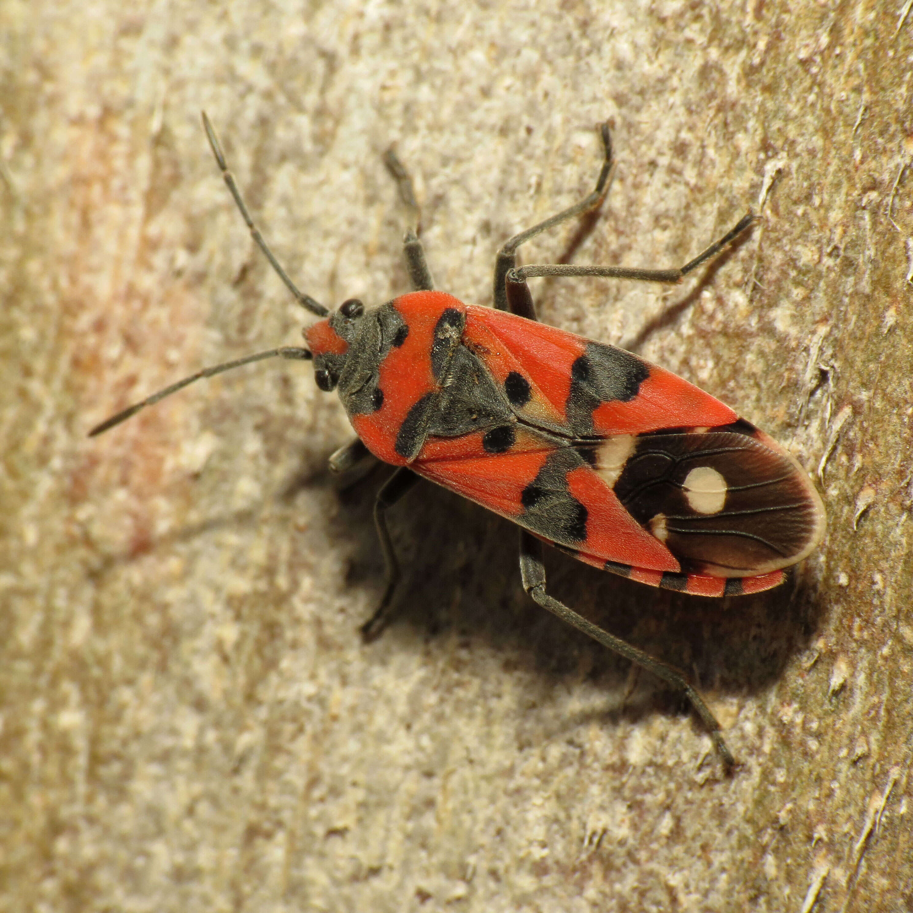 Image of Harlequin bug