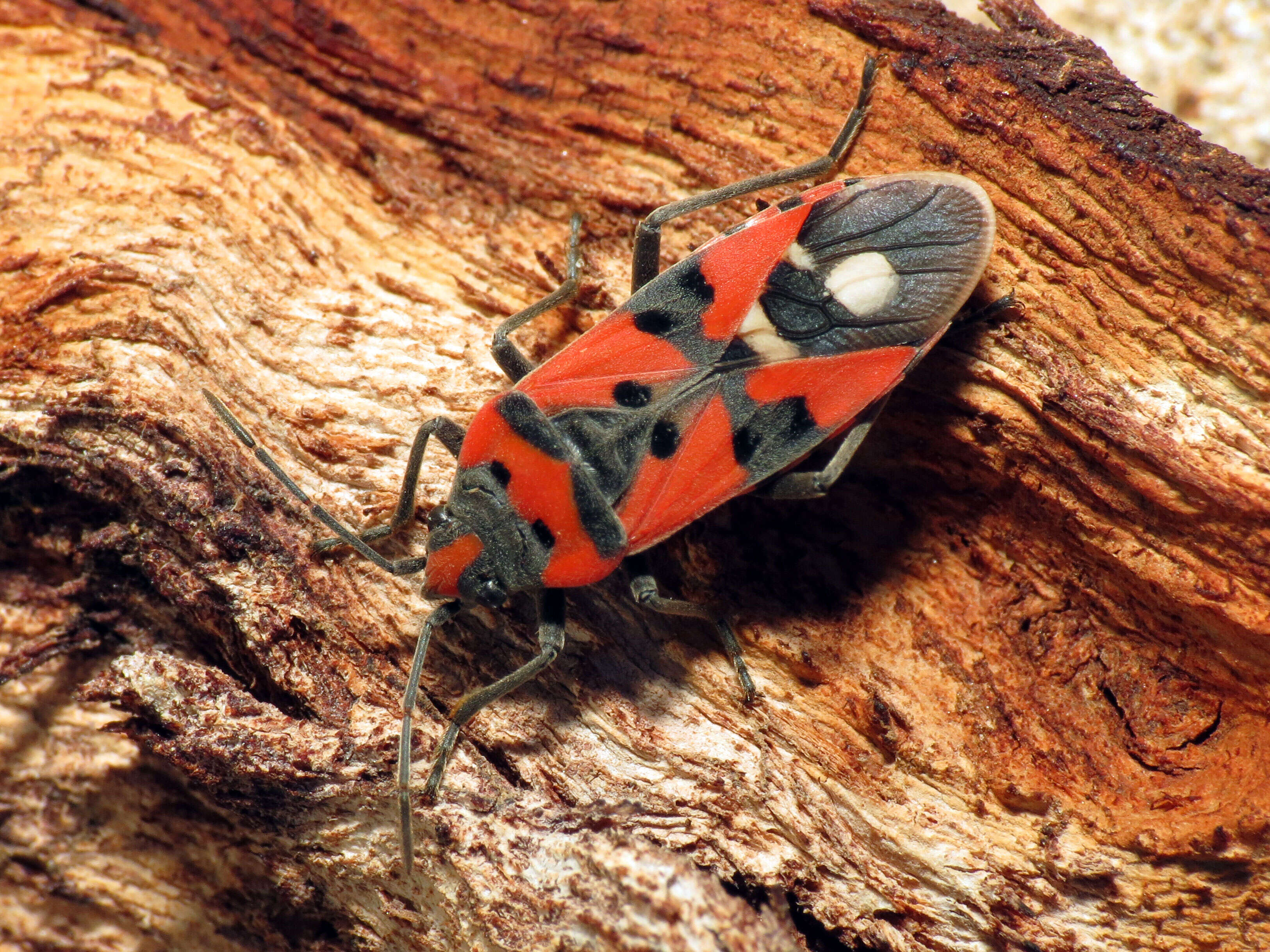 Image of Harlequin bug