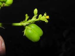 Image of Jatropha glandulifera Roxb.