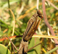 Image of Mantis