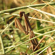 Image of Mantis