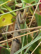 Image of Mantis