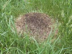 Image of Thatching ant