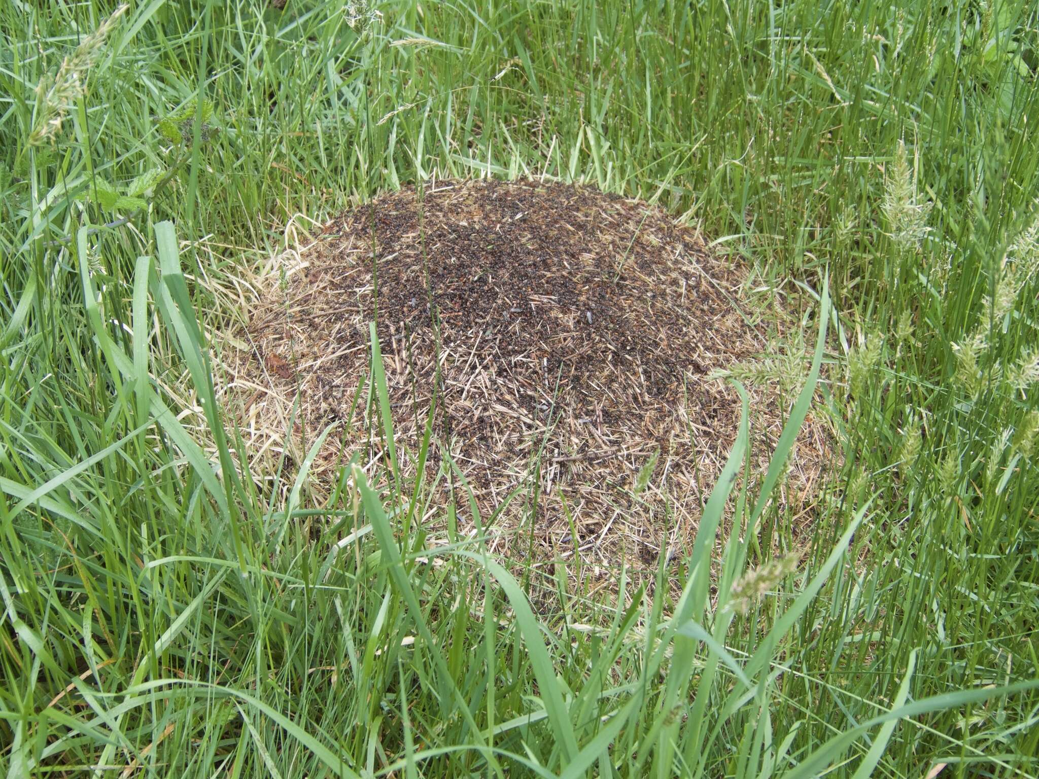 Image of Thatching ant