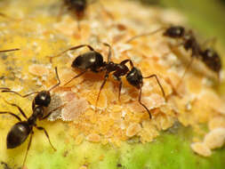 Image of Citrus mealybug