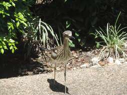 Image of Bush Stone-curlew