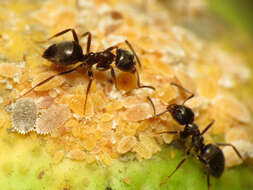 Image of Citrus mealybug