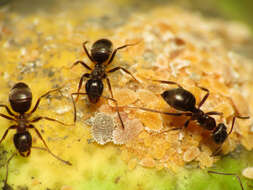 Image of Citrus mealybug