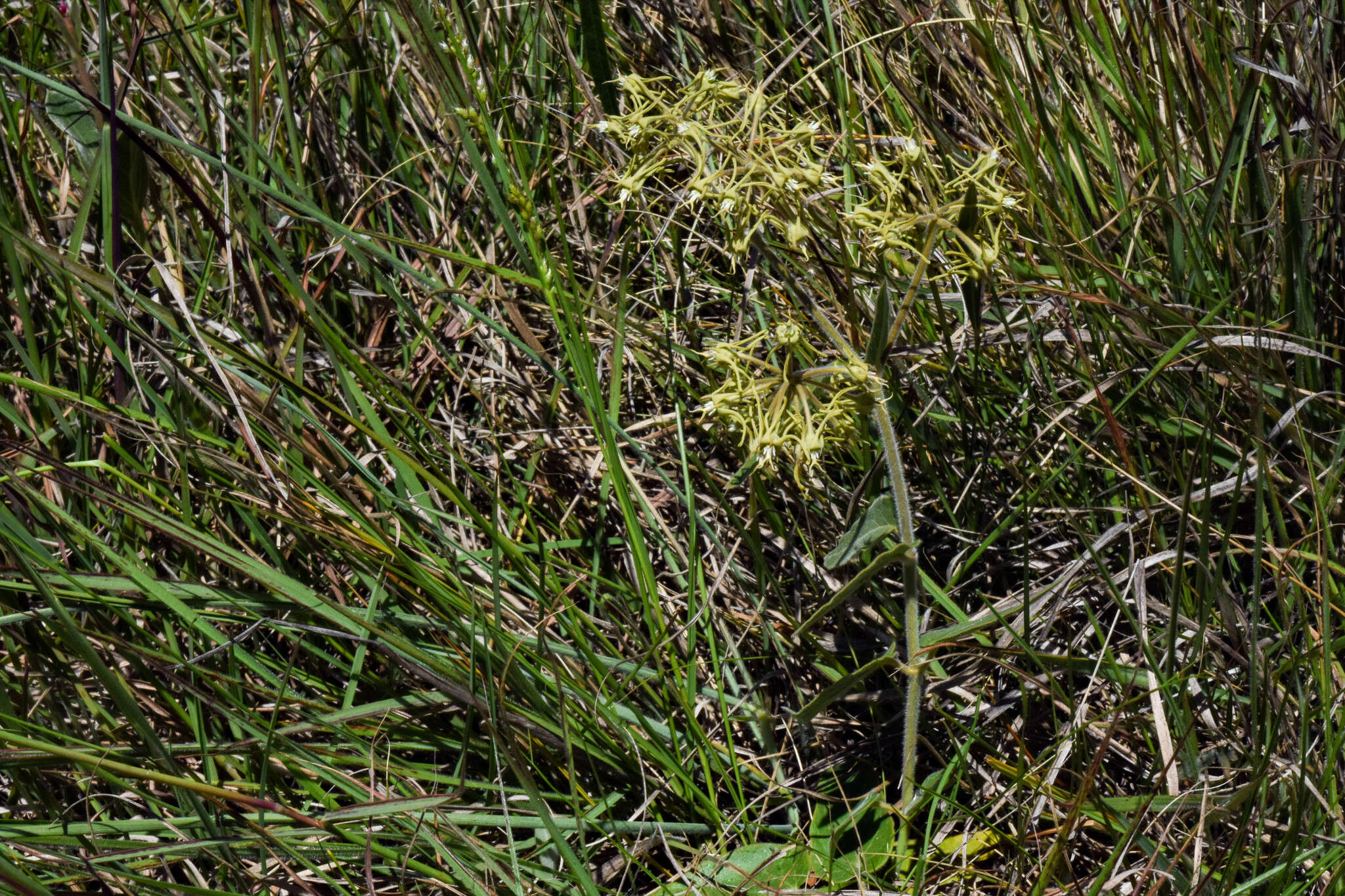 Imagem de Oxypetalum parviflorum (Decne.) Decne.