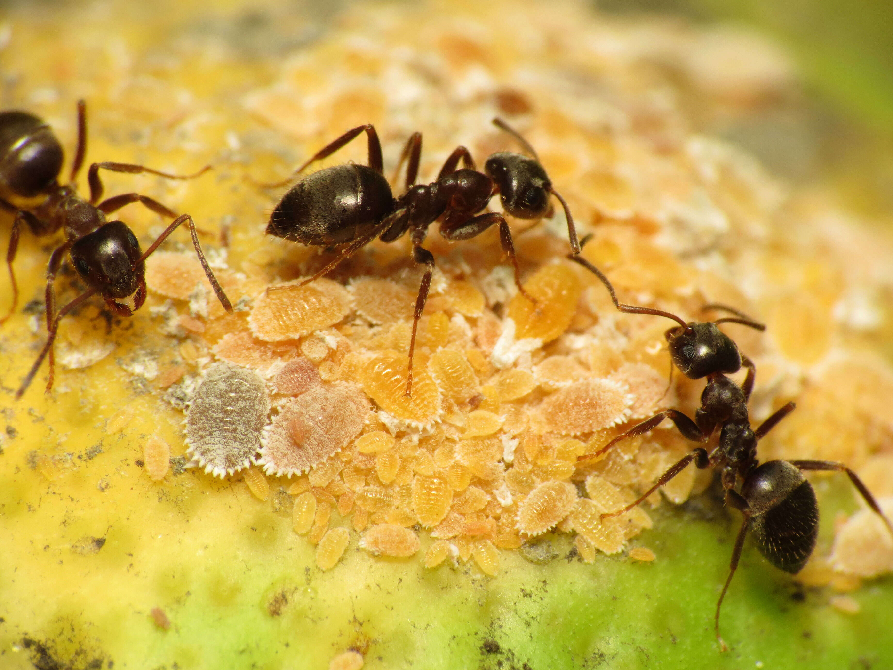 Image of Citrus mealybug