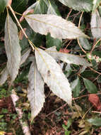 Imagem de Quercus stenophylloides Hayata