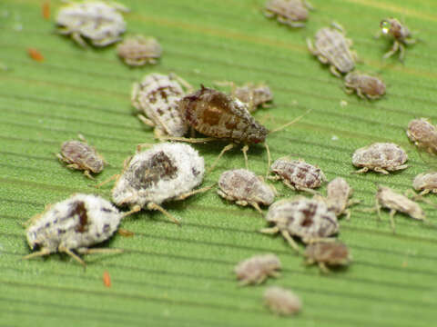 Image of Oat-birdcherry aphid
