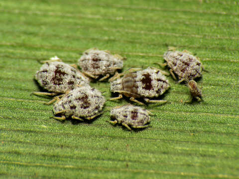 Image of Oat-birdcherry aphid