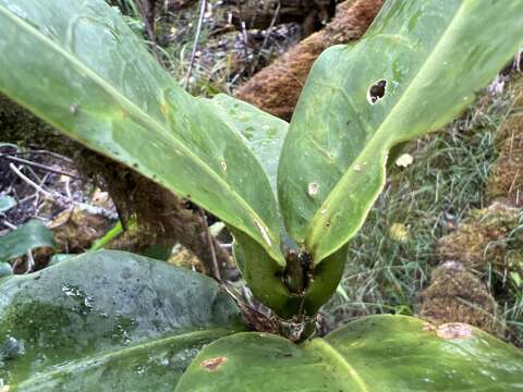 Image of Maui Pilo Kea