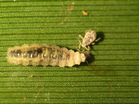 Image of Oat-birdcherry aphid
