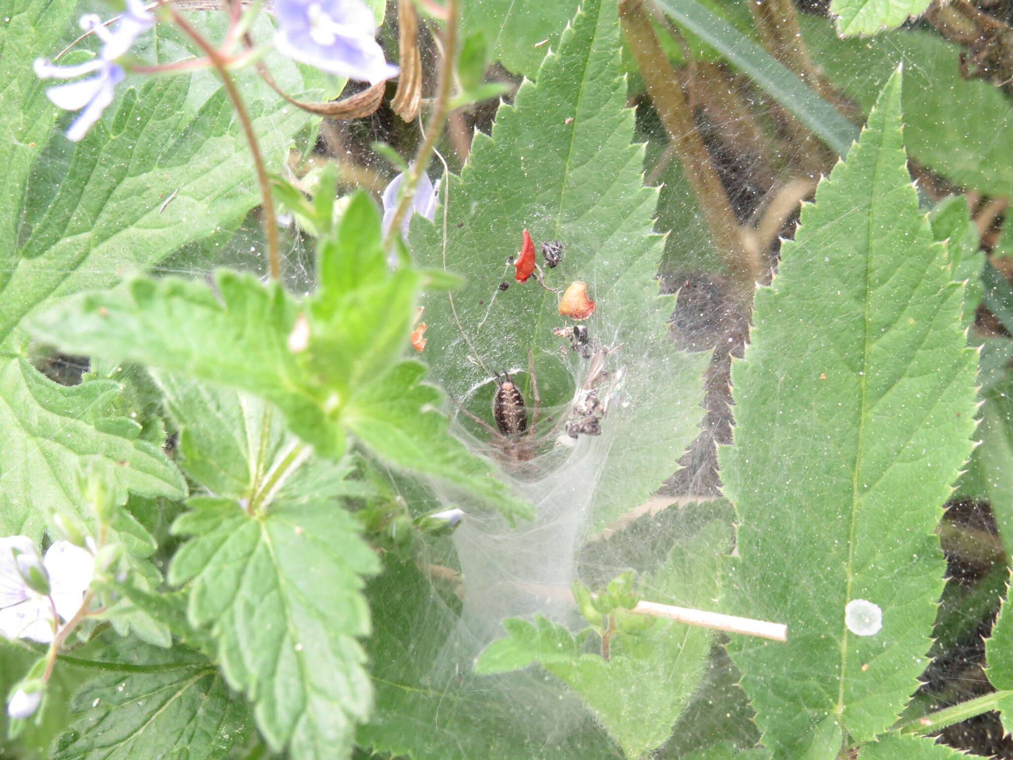 Image of Agelena labyrinthica (Clerck 1757)