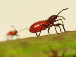 Image of Caenocoris nerii (Germar & E. F. 1847)