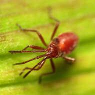 Image of Caenocoris nerii (Germar & E. F. 1847)