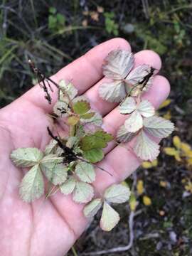 Image of dwarf raspberry