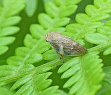 Image of European Alder Spittlebug