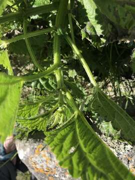 Image of Urtica australis Hook. fil.