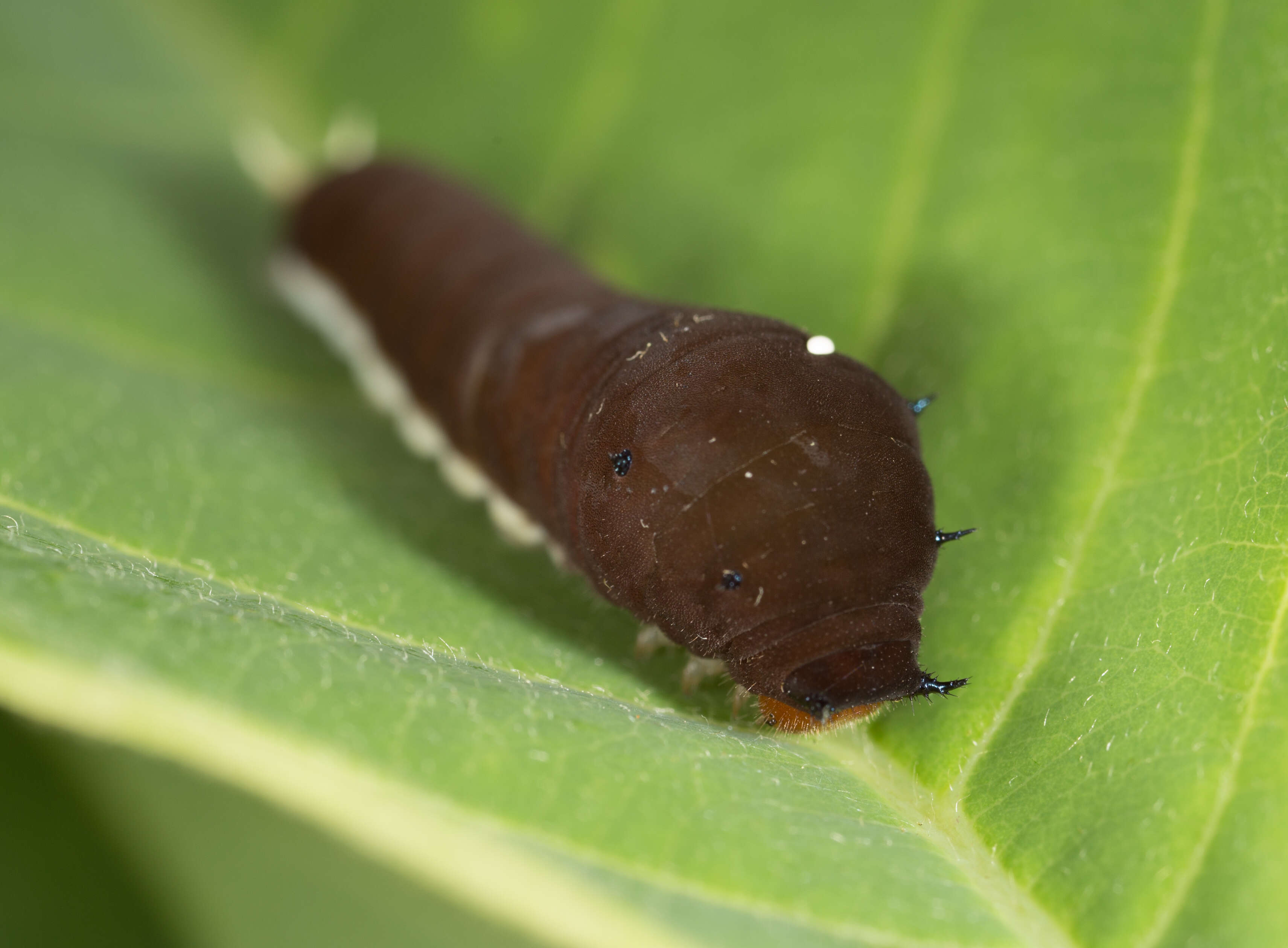 Слика од Graphium eurypylus (Linnaeus 1758)