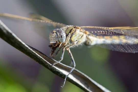 Image of Orthetrum caledonicum (Brauer 1865)