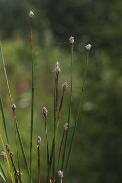 Image of Flat-Stem Spike-Rush